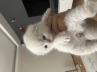 35 Günlük Kar Beyazı Scottish Fold Yavrularımız