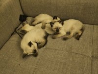 Mükemmel Güzellikte Siyam Kedisi Kızlarım