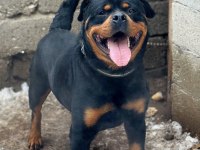 Yakışıklı bir erkek rottweiler