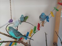 El Yapımı Geniş Ahşap Oyun Kafesi