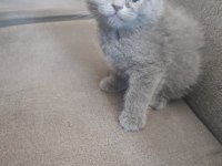 Yeni Yuvalarına Hazır Kediler