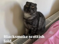 Anne Ve Çocuklarla Scottish Fold