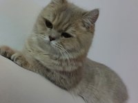 1 buçuk yaşında şecereli dişi british shorthair