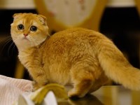 Scottish Fold Munchkin