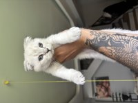 2 Aylık Scottish Blue Point Yavru