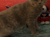 British Shorthair Kedimi Sahiplendiriyorum