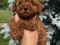 Toy poodle köpeği yavruları