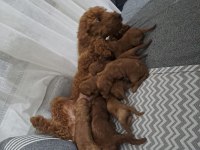 Dişi Ve Erkek Poodle Yavruları Yeni Yuvalarını Arıyor.