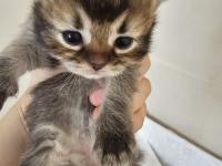 Scottish Fold Ve Straight Kediler