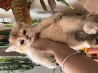 Adanadan safkan british shorthair yavrularımız