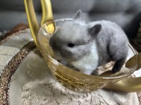 Cüce Tavşan Yavruları