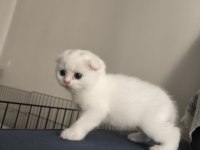 Scottish Fold Yavru Kedilerimiz