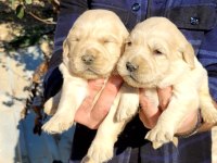 Golden Retriever Bebekler