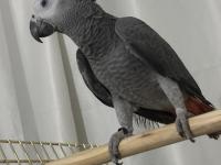 2025 Bilezikli Evcil Jako Papağanı