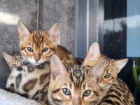 Safkan Wcf Şecereli Gold-Brown Bengal Henüz İki Aylik