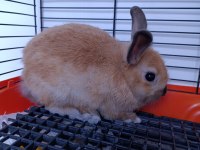 Bir aylık yavru tavşan