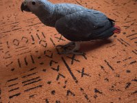 Yavru jako papağanı