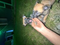 Orijinal Belçika Kurtları 1.5 Aylık