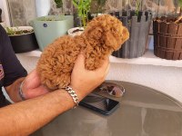 Gerçek Rus Tea Cup Poodle