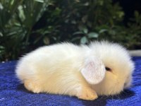 Yavru Tavşanlar Her İle Gönderilir