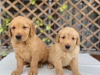 Golden retriever köpekler