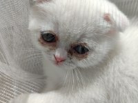 Scottish Fold Bembeyaz Yavru
