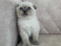 Ayı surat top kafa sıfır kulak scottish fold erkek bebiş