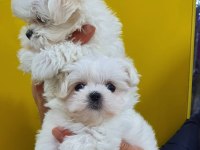 Fci A Şecere Kore Kan Maltese Yavruları