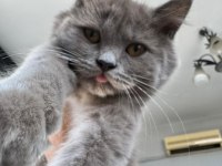 Chinchilla kedimi sahiplendirmek istiyorum