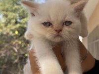 Ankara İçi Ücretsiz Bebek Kediş