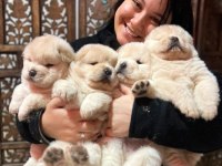 Pofuduk çin aslanı aslan yavruları