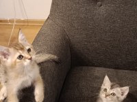 3 Ayrı Anneden British Shorthair Yavruları