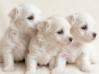 0 Numara En Küçük Boy Maltese Bebekler