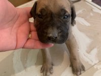 Presa canario son 3 yavru