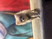 Hera 6 Aylık Pomeranian