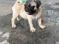 Pug Mops Yavru Köpekler