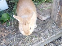 Bir Dişi Ve Bir Erkek Eşli Tavşanlar Sahiplendirilecektir