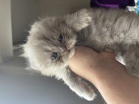 Dünyalar Tatlısı Scottish Straight Kızımız