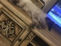 Uysal Ve Oyuncu British Longhair