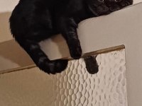 Kedimiz Venüse Yuva Olmak İster Misiniz