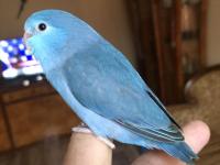 El Beslemeye Uygun Forpus Yavrular