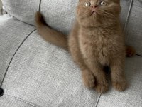 Cinnemon Fawn British Shorthair