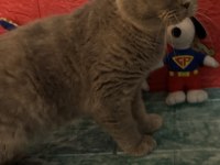 British Shorthair Kedimi Sahiplendiriyorum