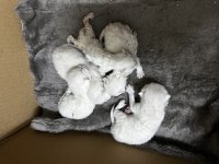 28 Şubat Doğumlu Blue Point Erkek Ve Dişi Kediler