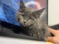 Maıne Coon Yavrumuz