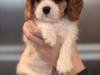 Cavalier King Charles Yavruları