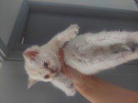 British Shorthair Blue Point Yavrular