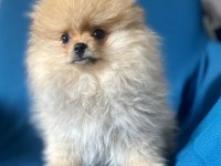 Mini Boy Pomeranian Boo Kızım