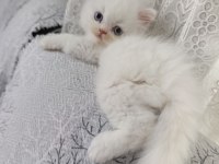 Irk Garantili British Bebeklerim