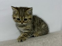 British shorthair erkek yavru